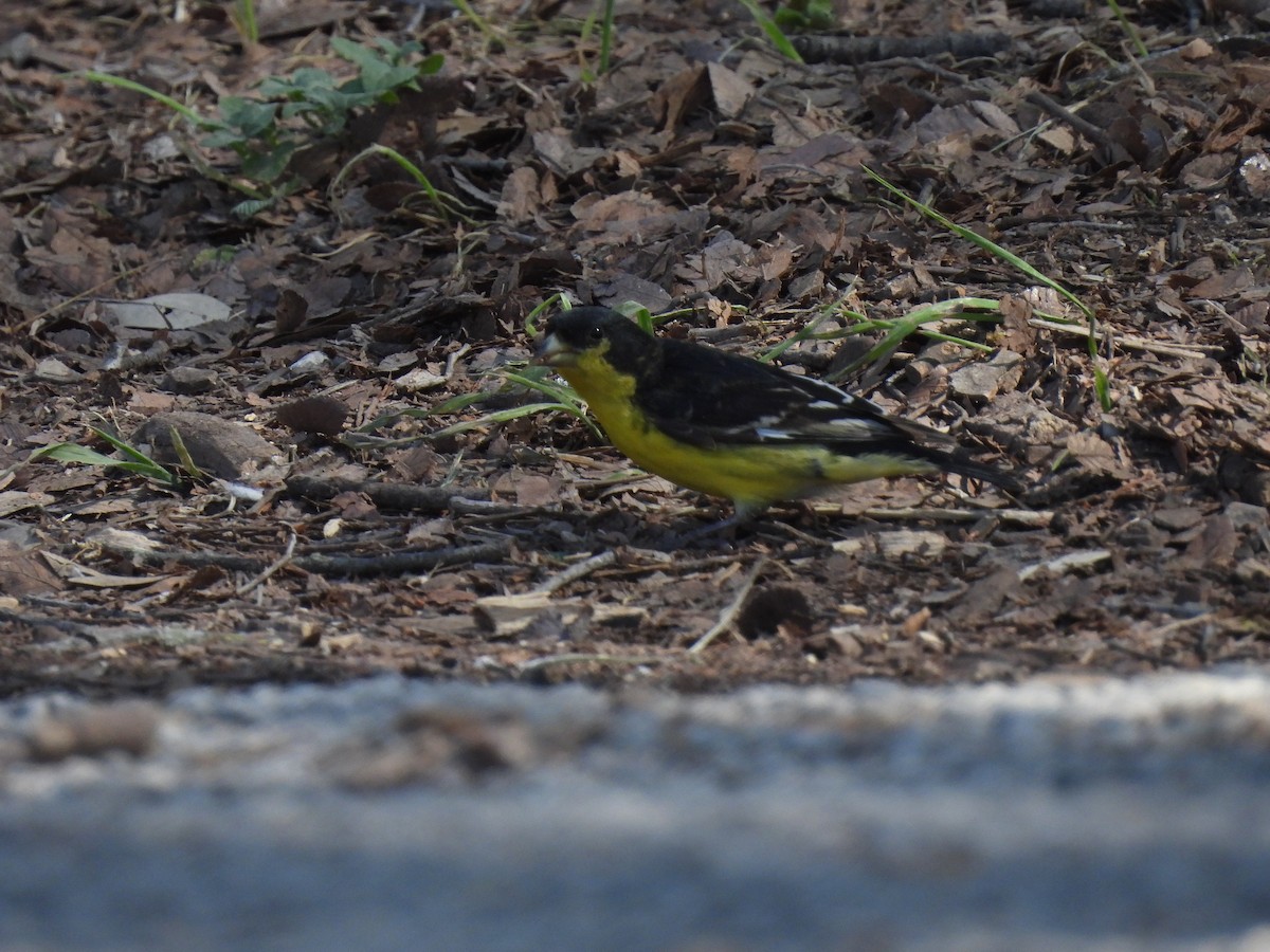 Lesser Goldfinch - ML632292827