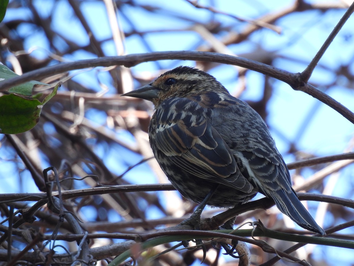 Red-winged Blackbird (Red-winged) - ML632292836