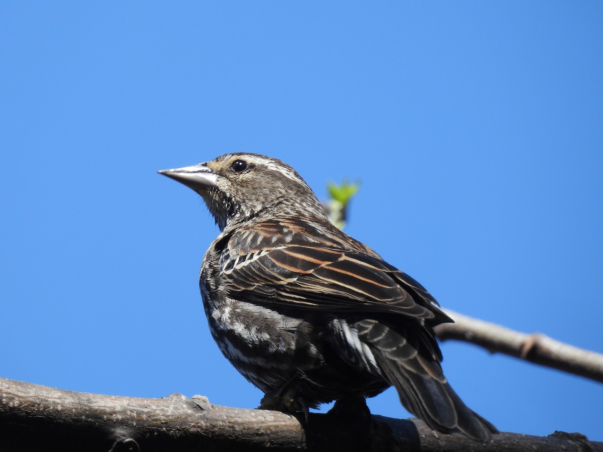 Red-winged Blackbird (Red-winged) - ML632292837