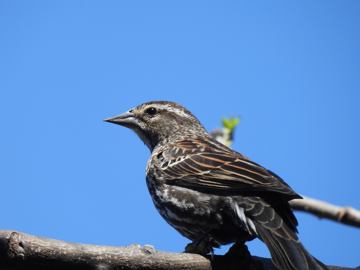 Red-winged Blackbird (Red-winged) - ML632292838