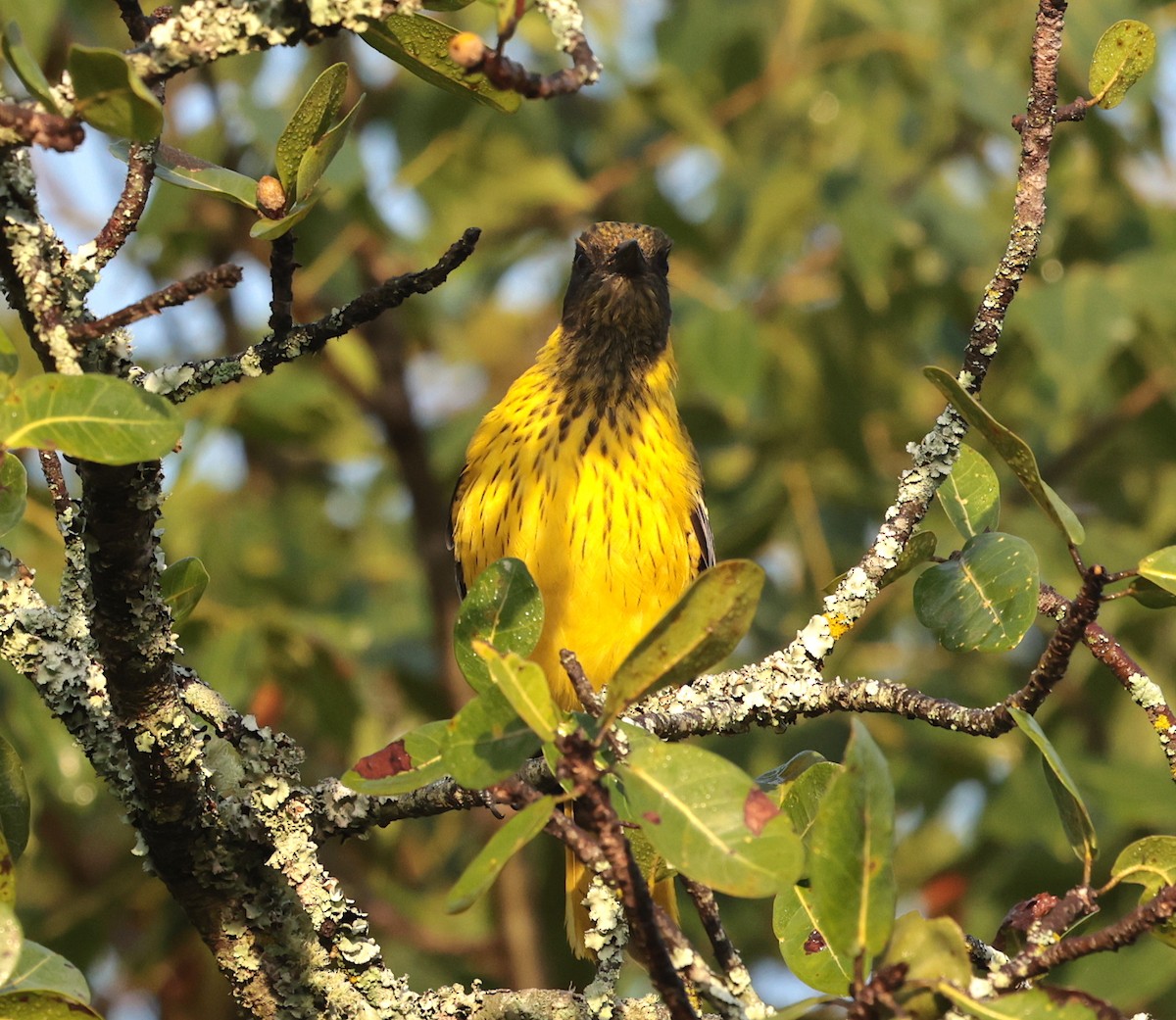 African Black-headed Oriole - ML632292849