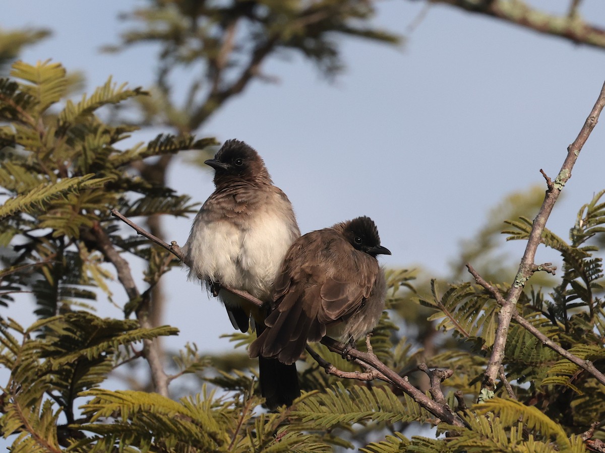 Common Bulbul (Dark-capped) - ML632292858