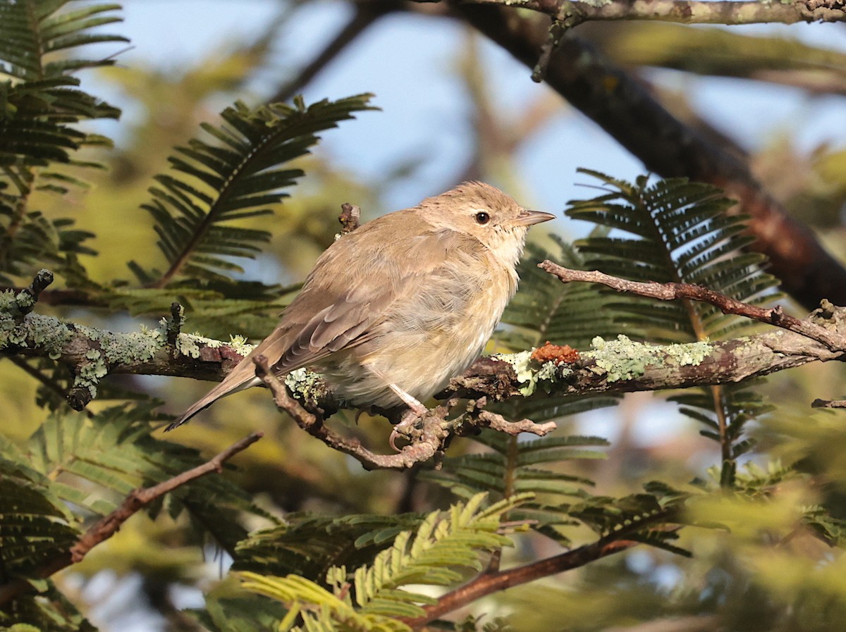 Garden Warbler - ML632292860