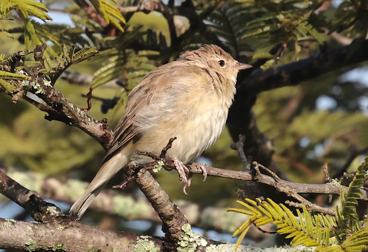 Garden Warbler - ML632292861