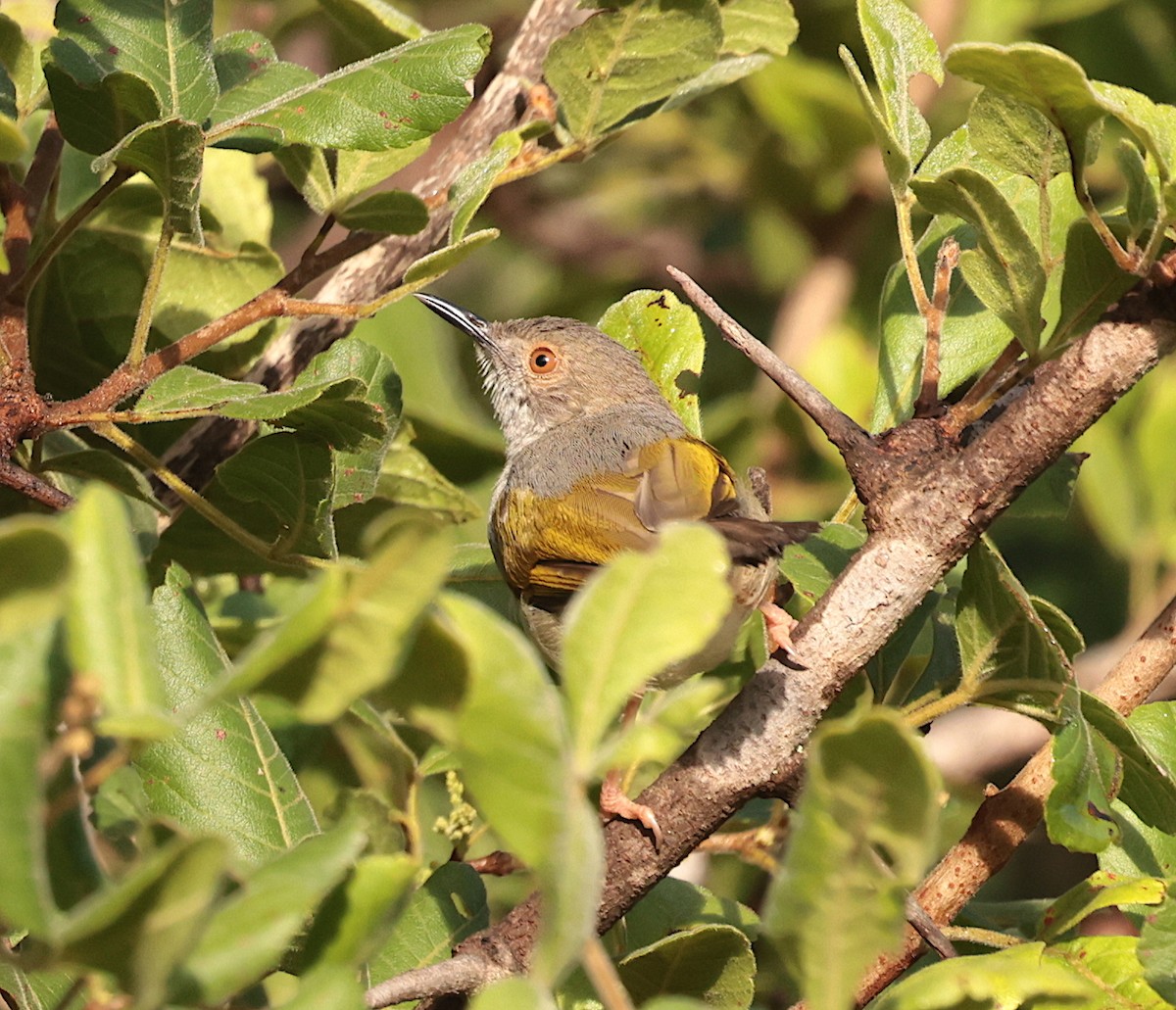 Green-backed Camaroptera (Gray-backed) - ML632292864