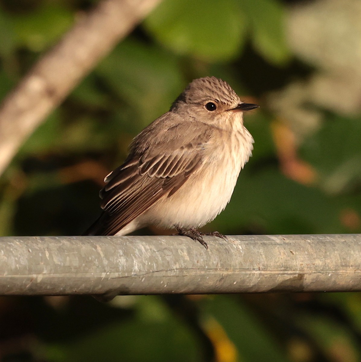 Spotted Flycatcher - ML632292867