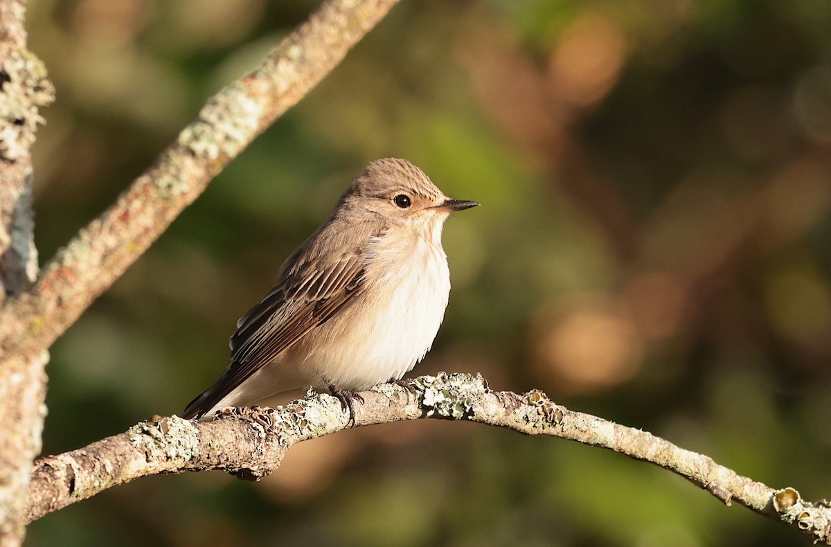 Spotted Flycatcher - ML632292868