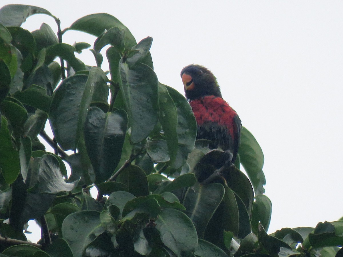 Coconut Lorikeet - ML632292899