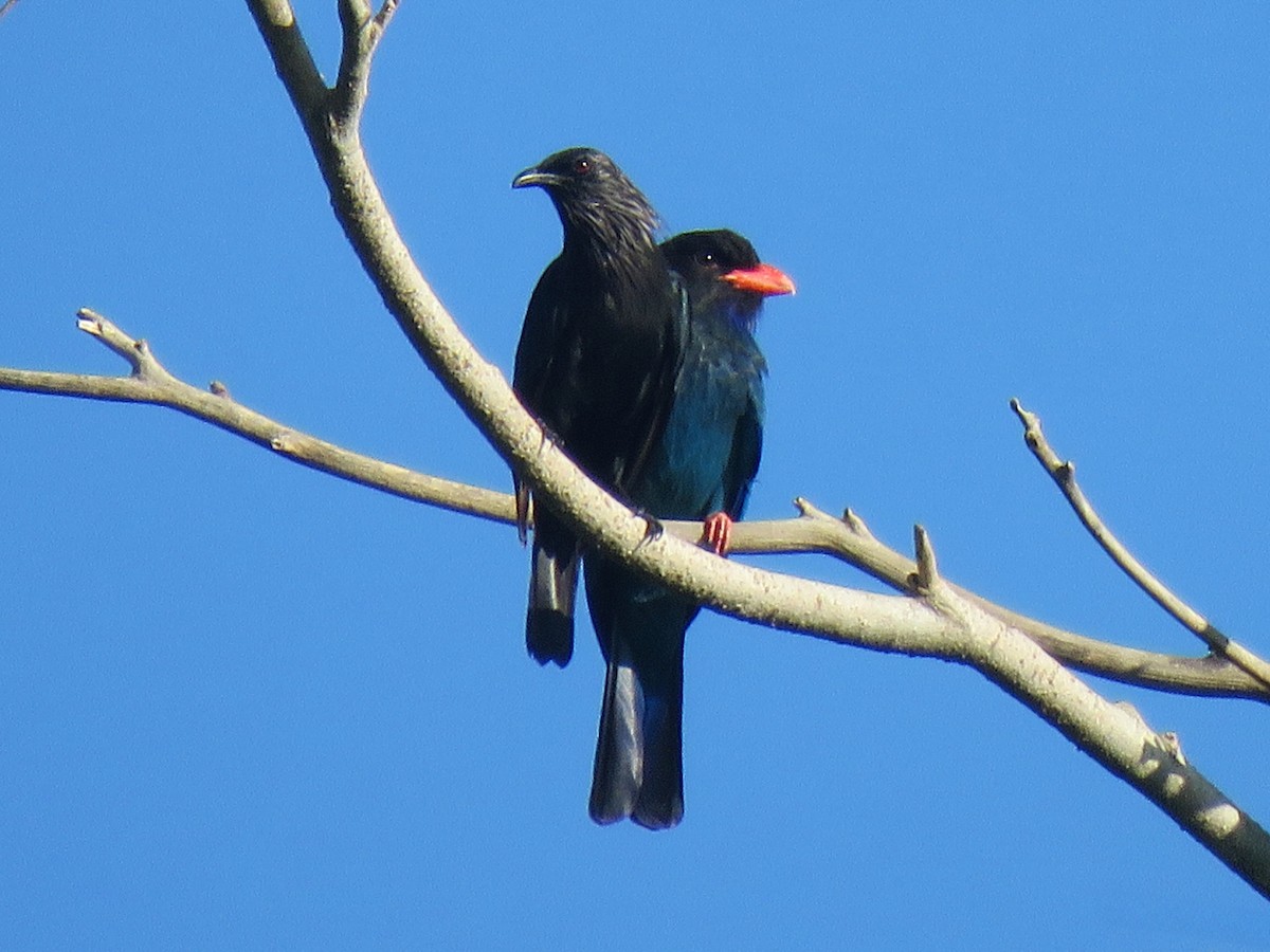 Brown-winged Starling - ML632292928