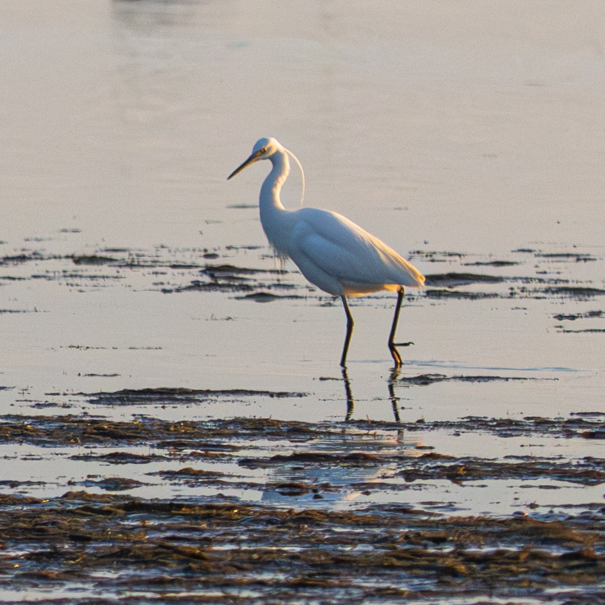 Little Egret - ML632292954