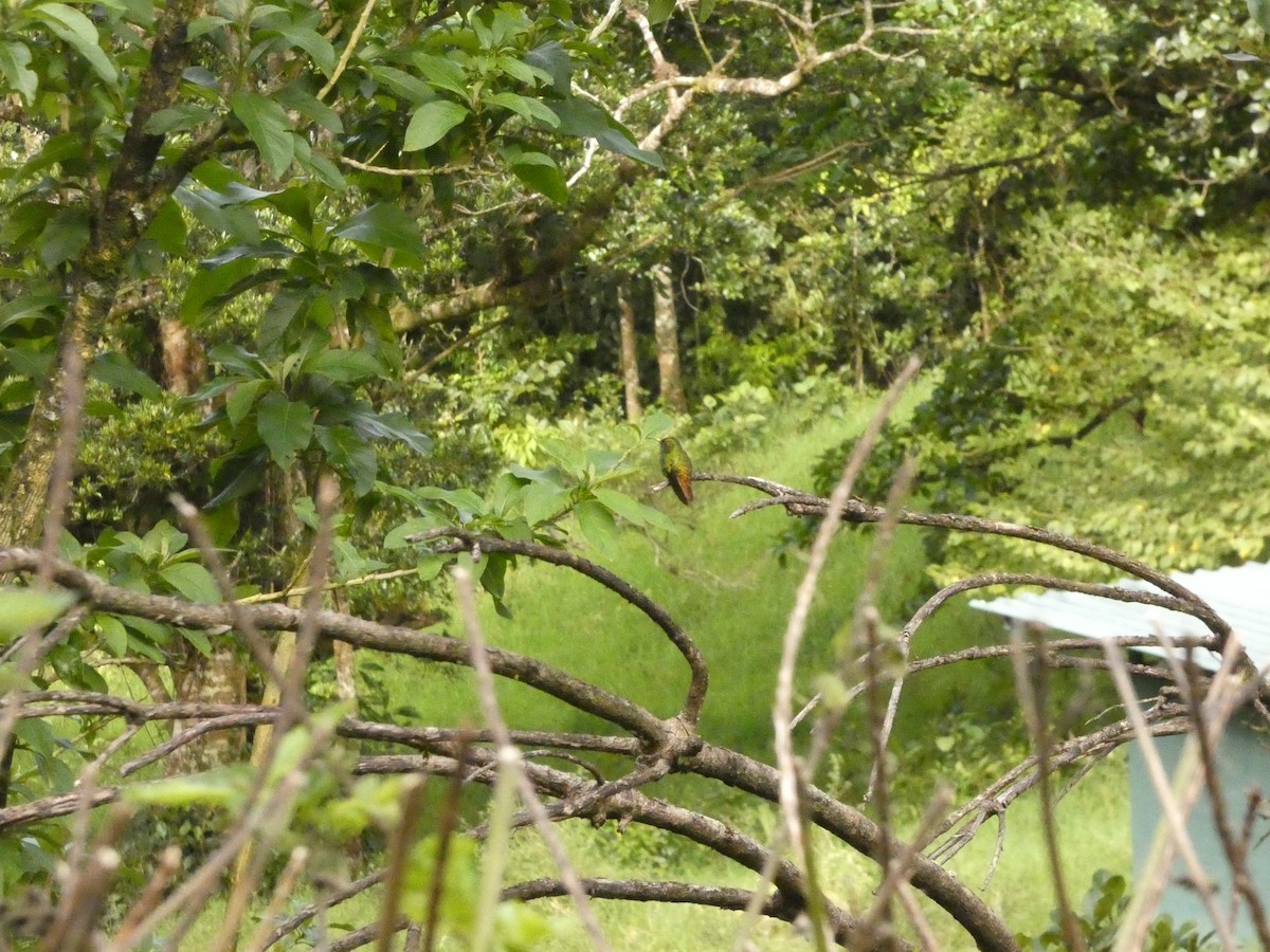 Rufous-tailed Hummingbird - ML632292958