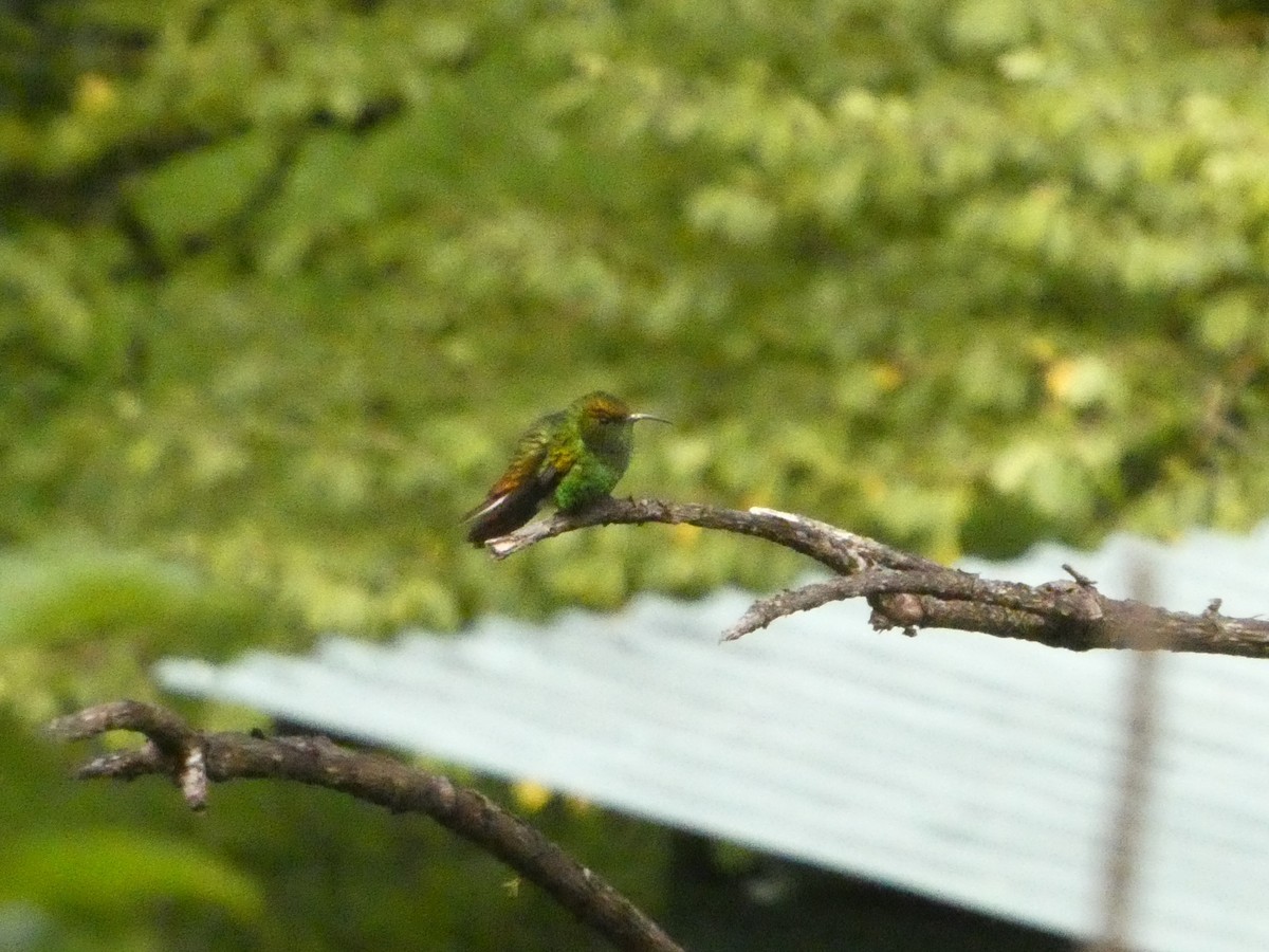 Coppery-headed Emerald - ML632292970