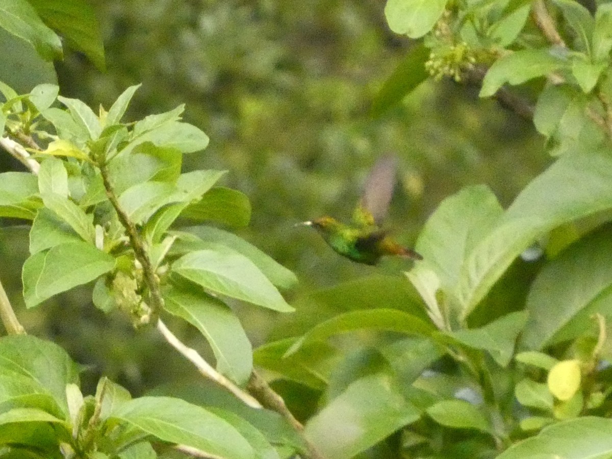 Coppery-headed Emerald - ML632292982