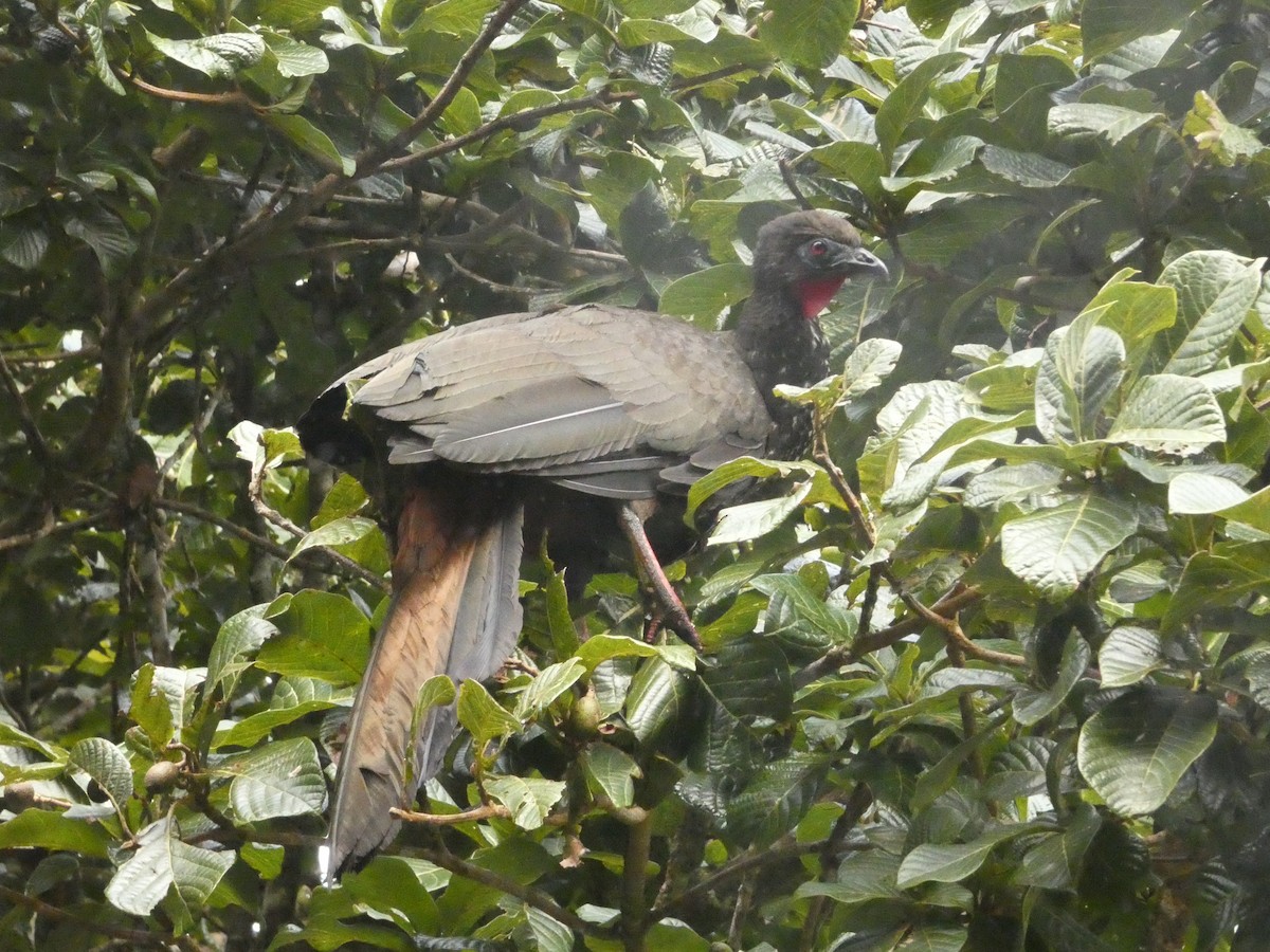 Crested Guan - ML632292993