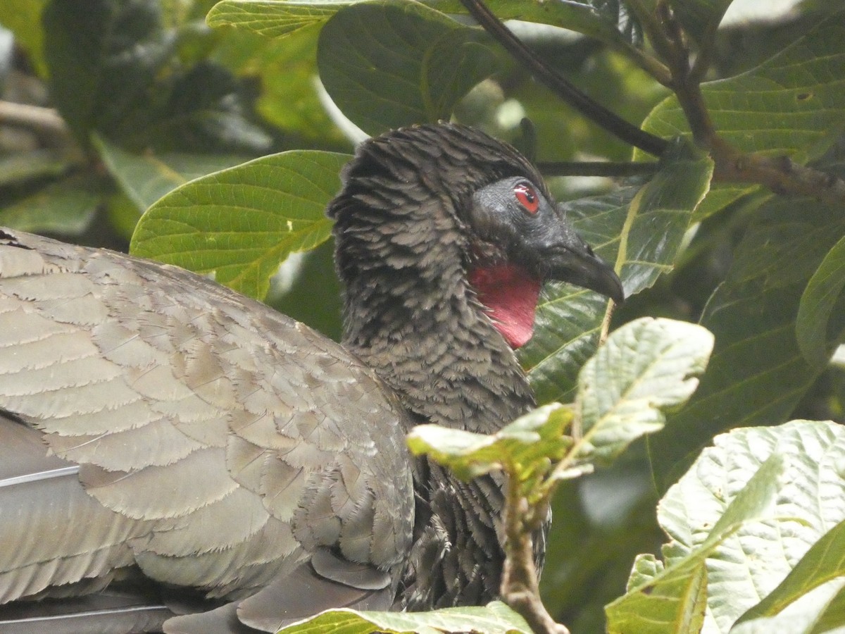 Crested Guan - ML632293010
