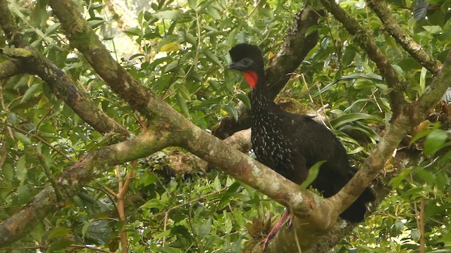 Crested Guan - ML632293014