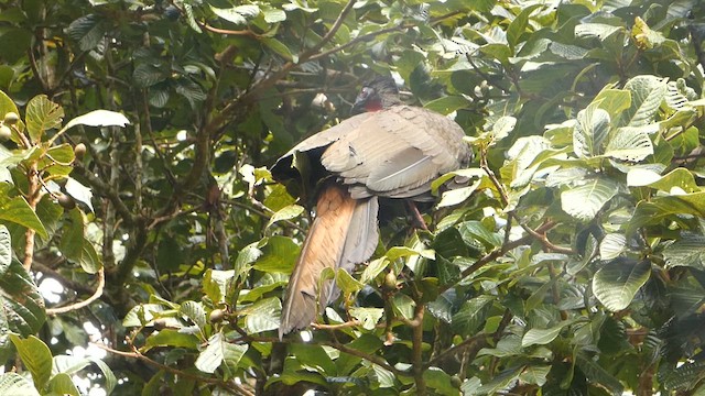 Crested Guan - ML632293018