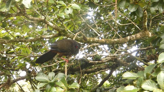 Crested Guan - ML632293029