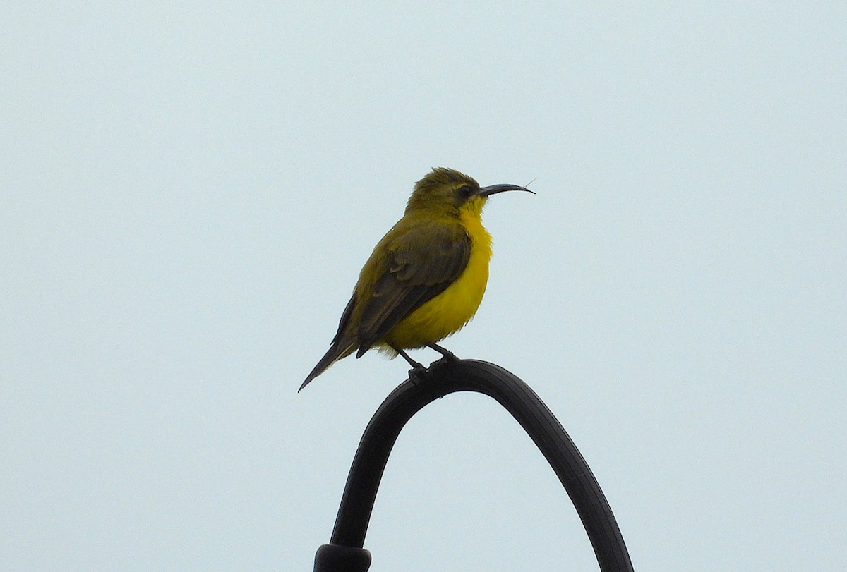Sahul Sunbird - ML632293072