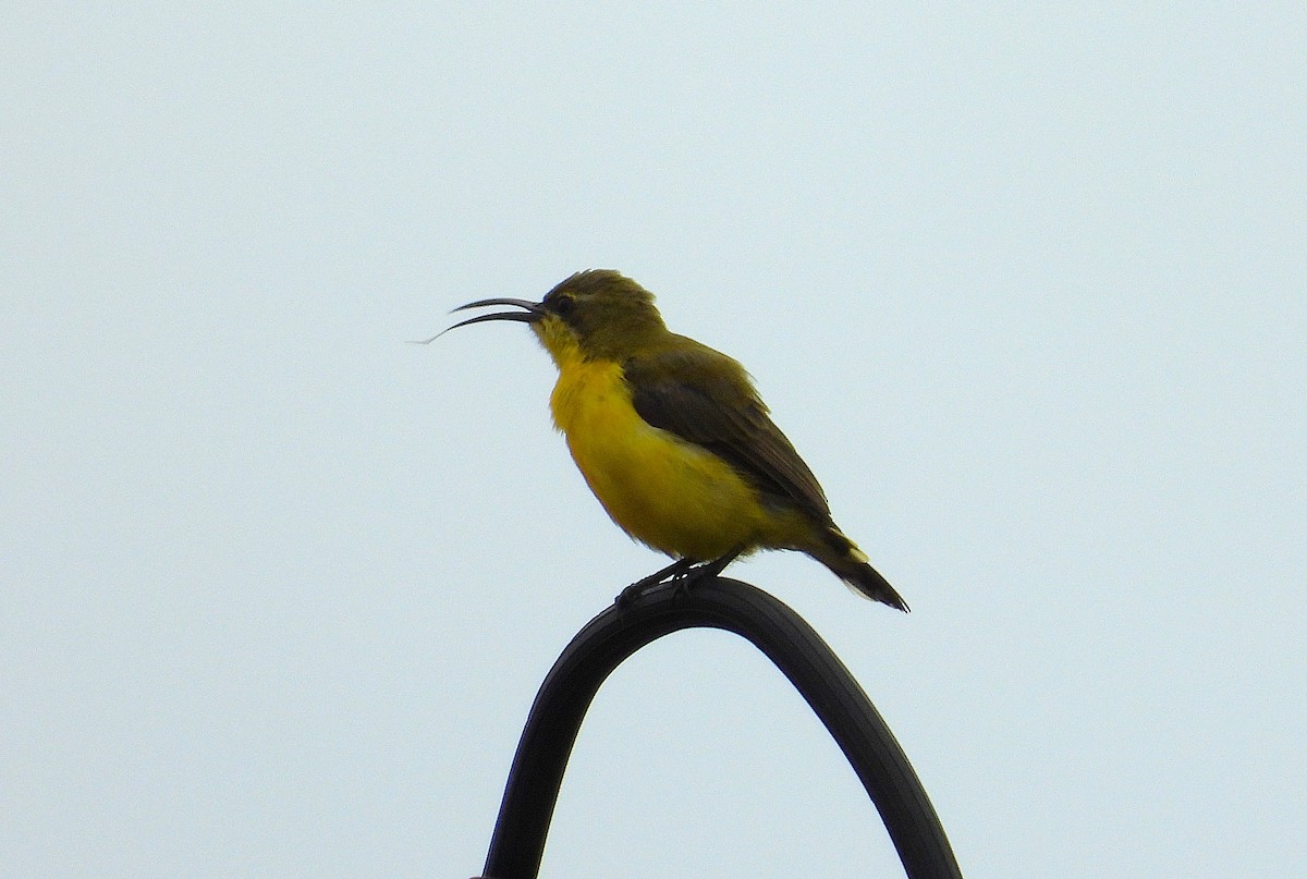 Sahul Sunbird - ML632293073