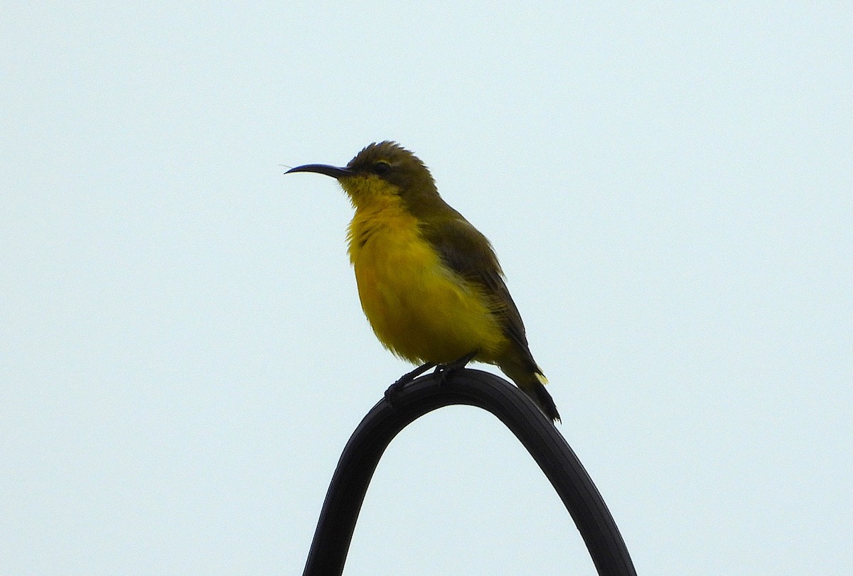 Sahul Sunbird - ML632293075