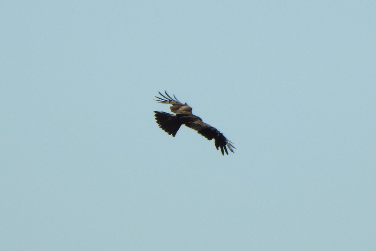 黑鳶 - ML63229331