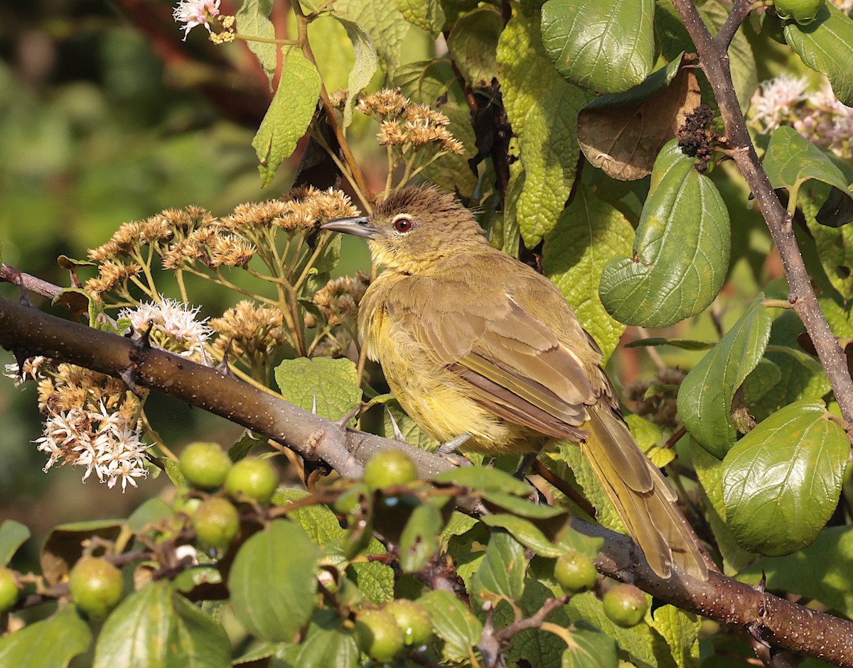 Yellow-bellied Greenbul - ML632293379