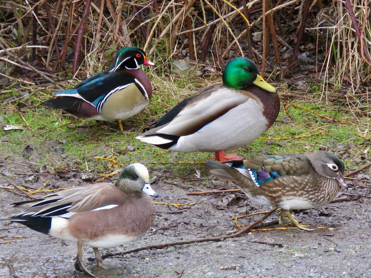 American Wigeon - ML632293395