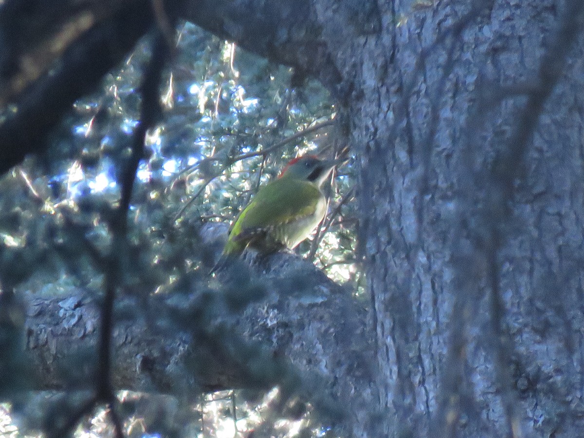 Levaillant's Woodpecker - ML632293522