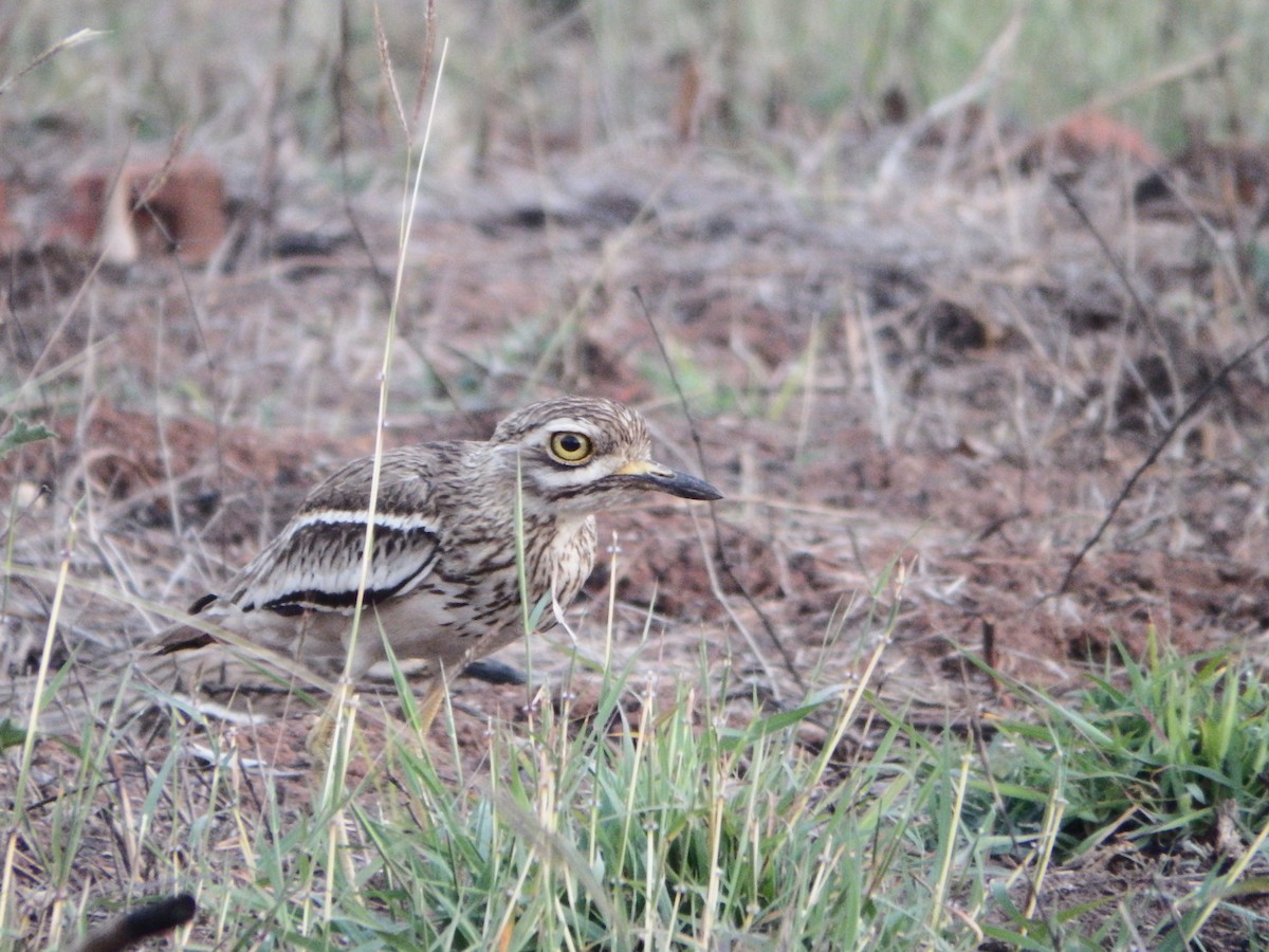 Indian Thick-knee - ML632293638