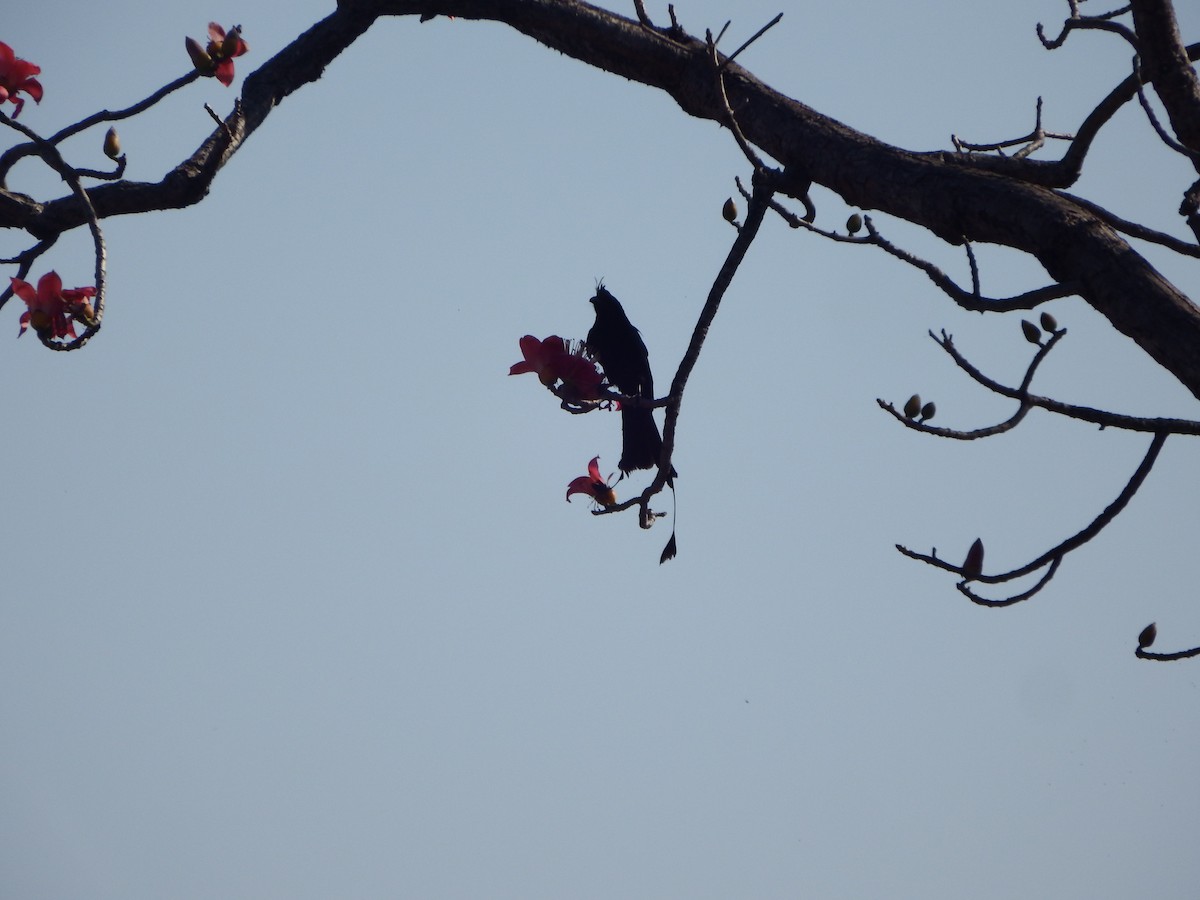 Greater Racket-tailed Drongo - ML632293640