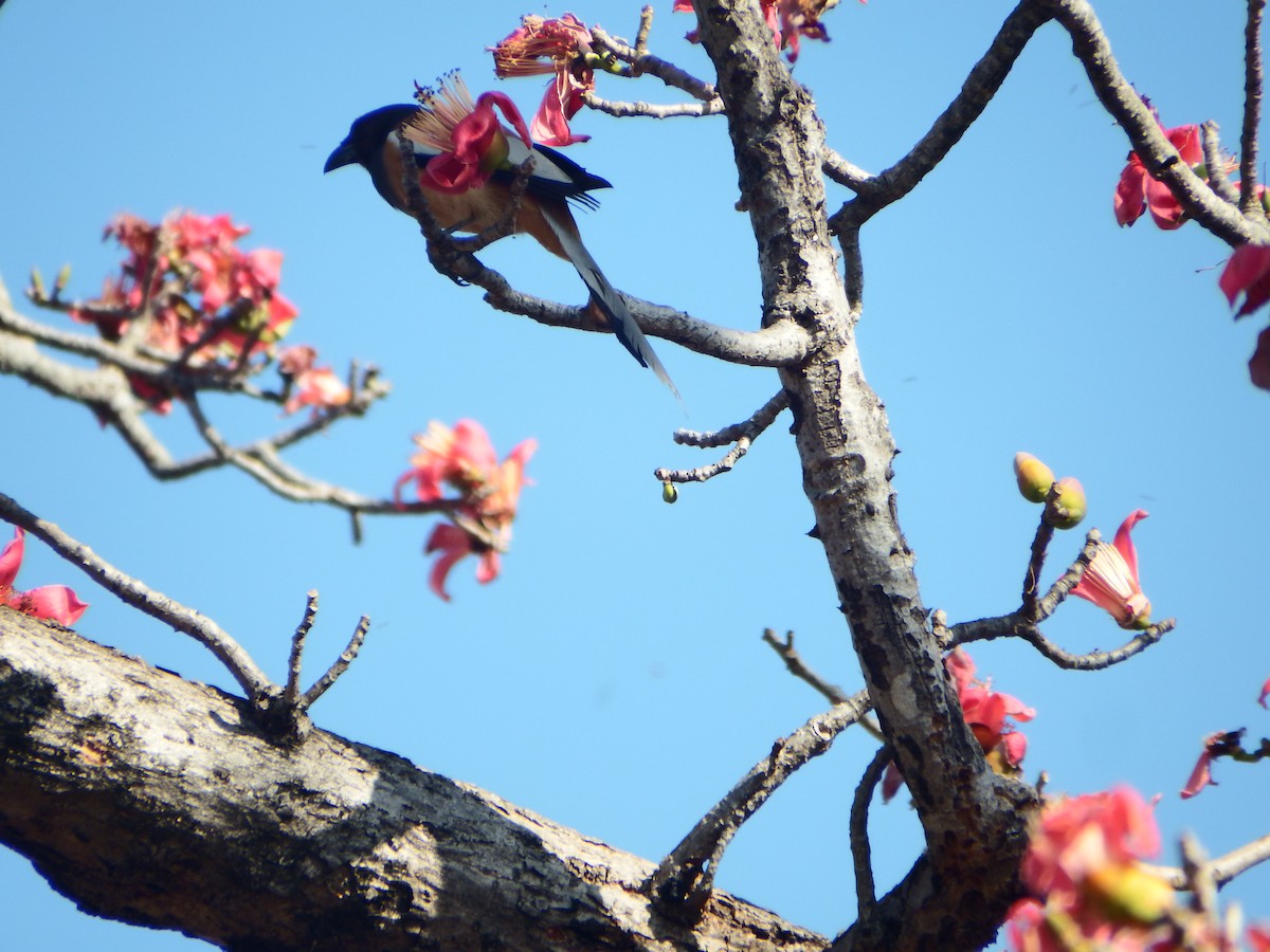 Rufous Treepie - ML632293661