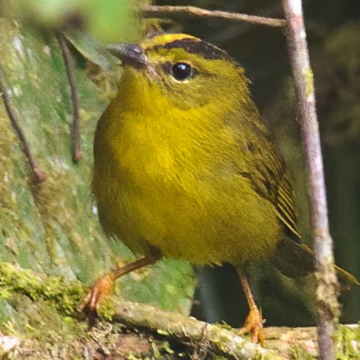 Choco Warbler - ML632293738