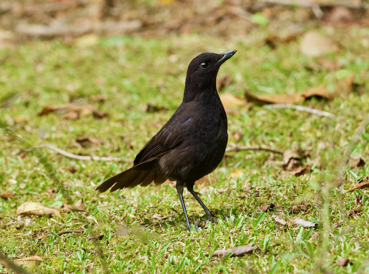 Bornean Whistling-Thrush - ML632293744