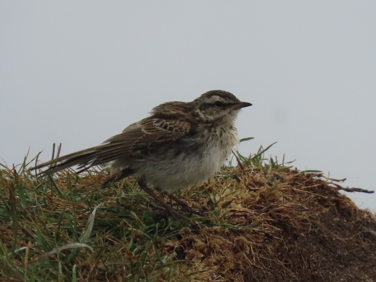 New Zealand Pipit - ML632293796