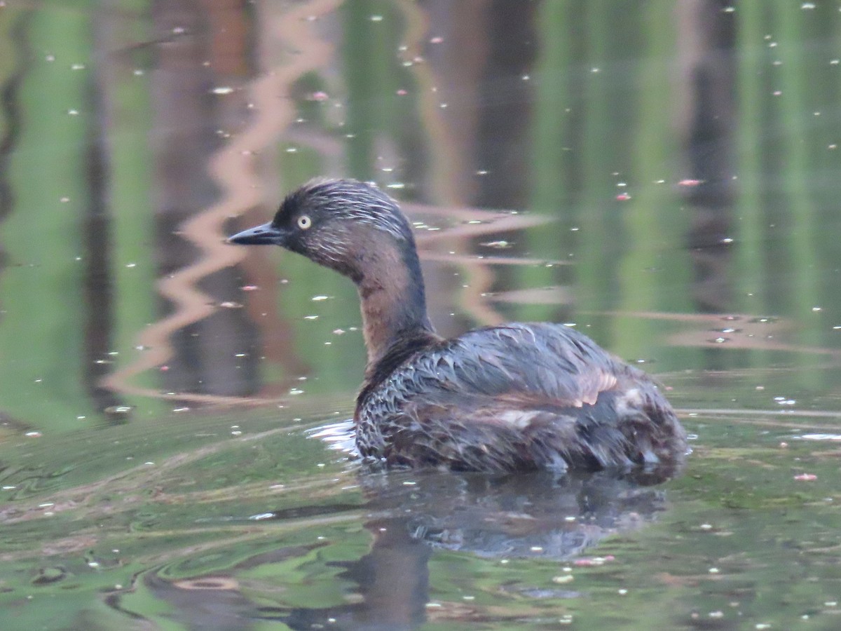 New Zealand Grebe - ML632293821