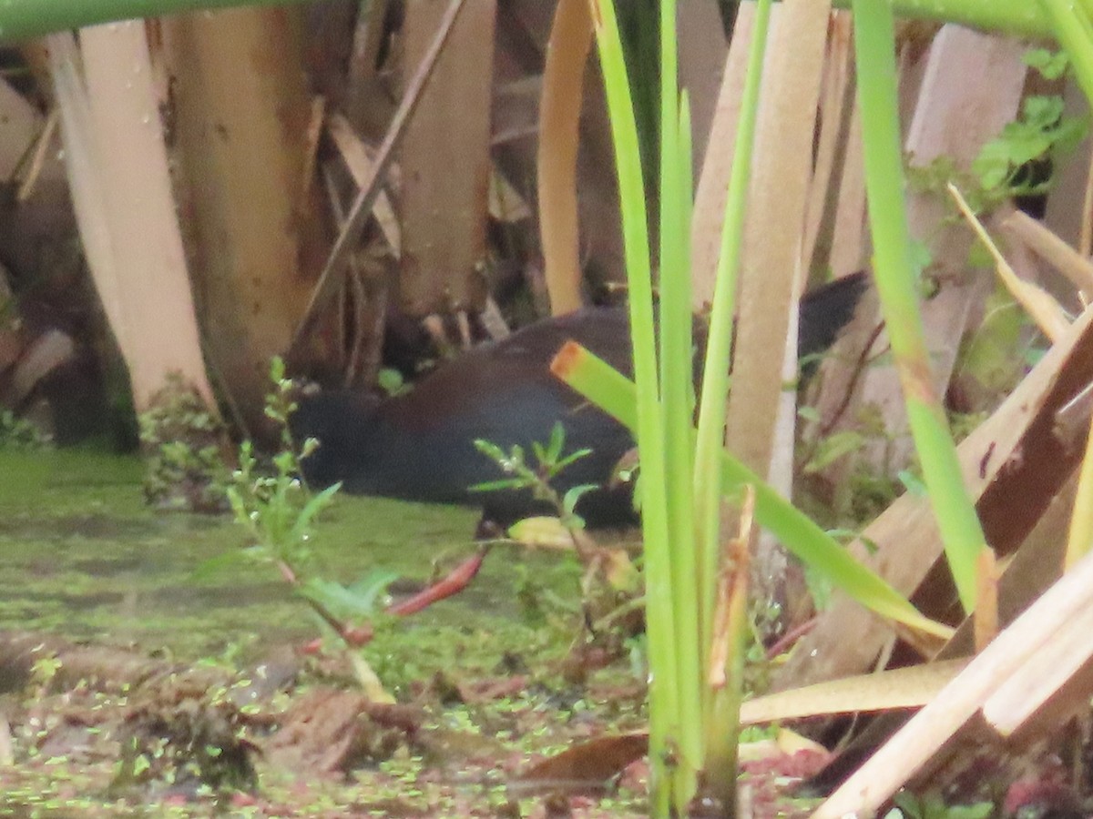 Spotless Crake - ML632293823