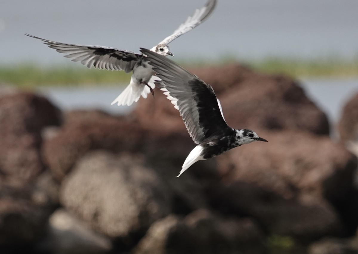 Whiskered Tern - ML632293890
