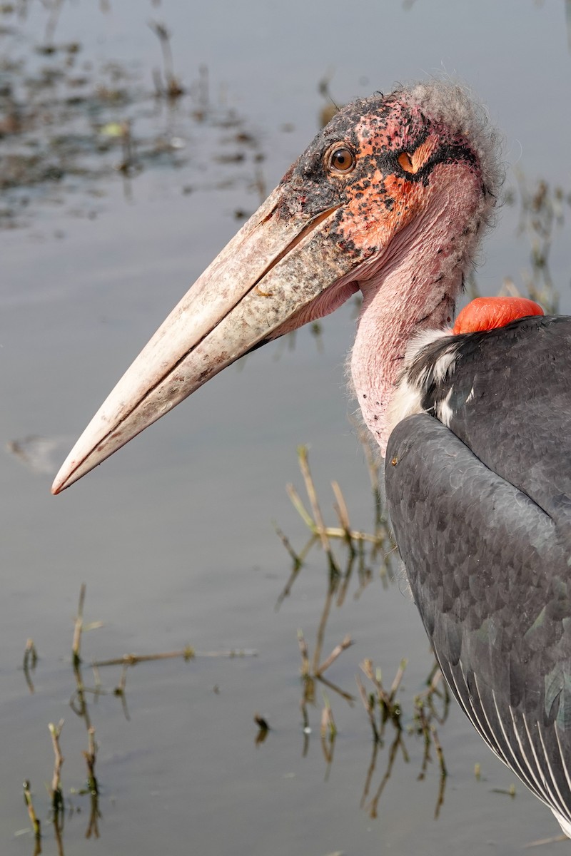 Marabou Stork - ML632293903