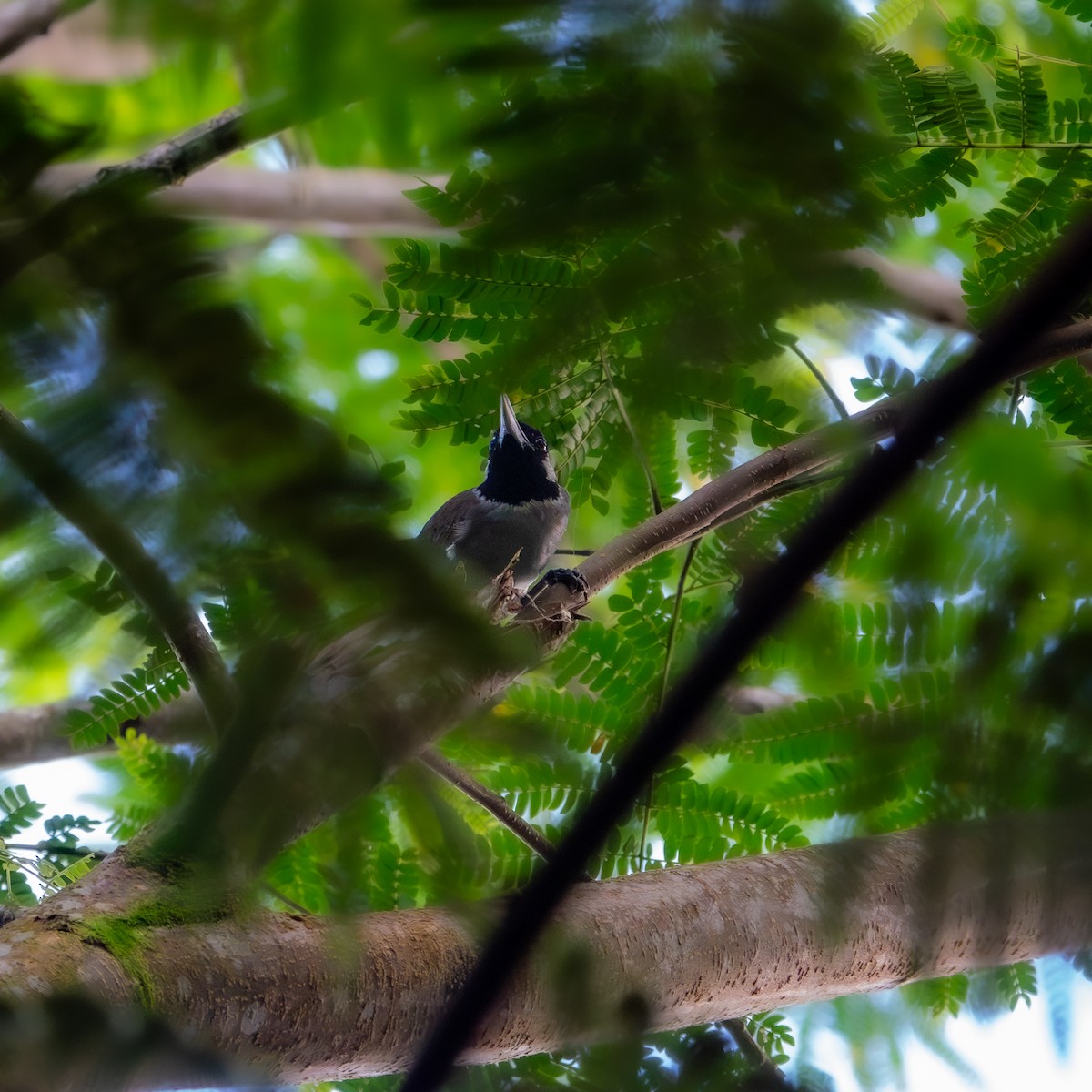 Black-throated Shrikebill - ML632293908