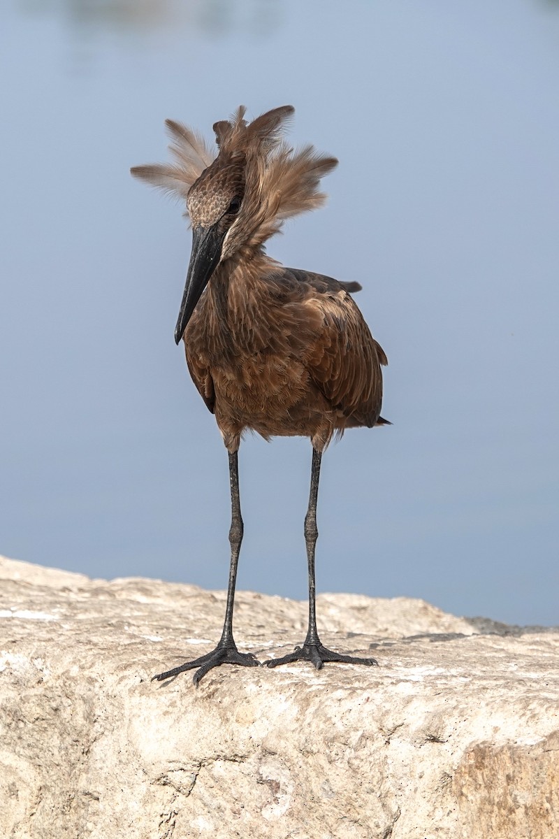 Hamerkop - ML632293917