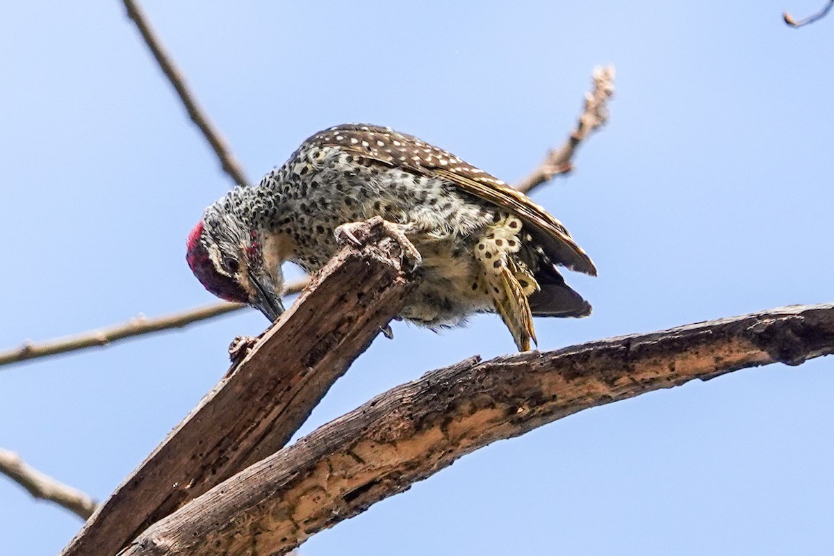 Nubian Woodpecker - ML632293918