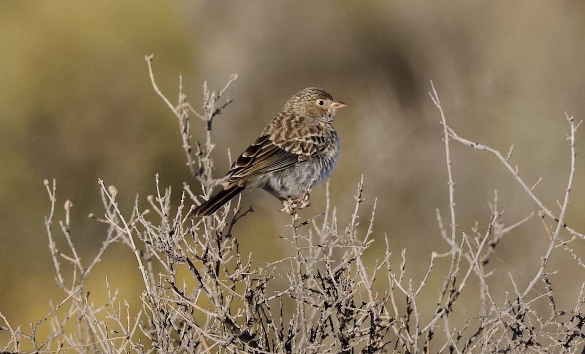 Carbonated Sierra Finch - ML632294050