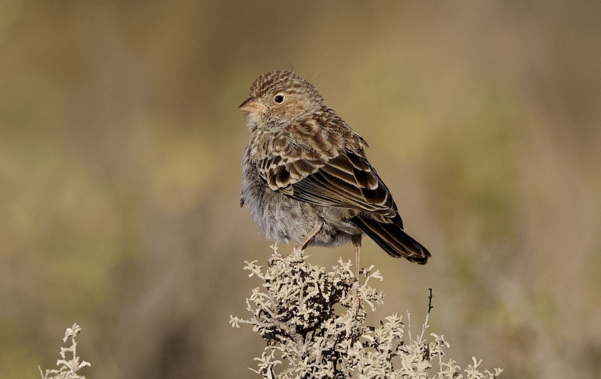 Carbonated Sierra Finch - ML632294051