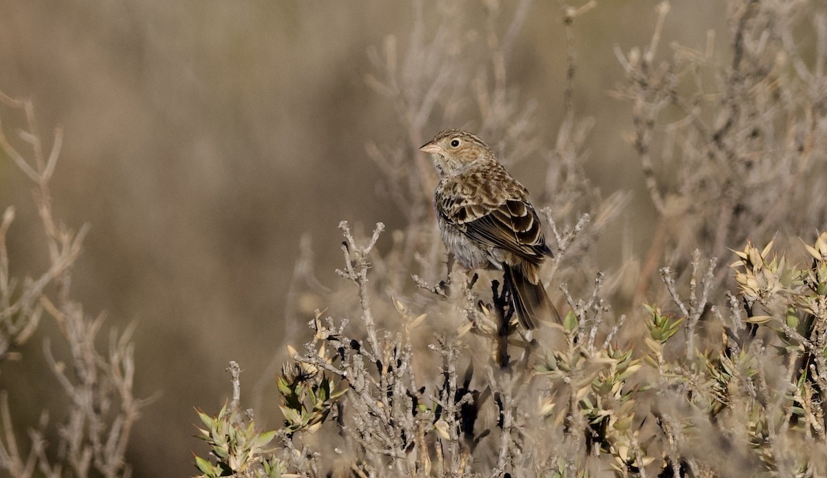 Carbonated Sierra Finch - ML632294052