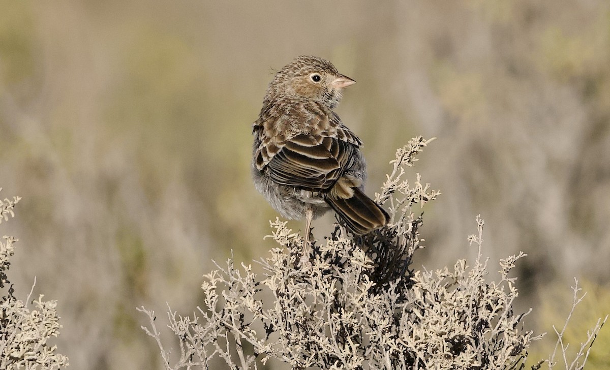 Carbonated Sierra Finch - ML632294053
