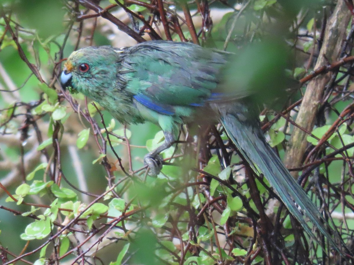 Malherbe's Parakeet - ML632294064