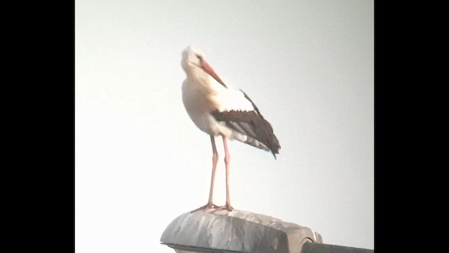 White Stork - ML632294075