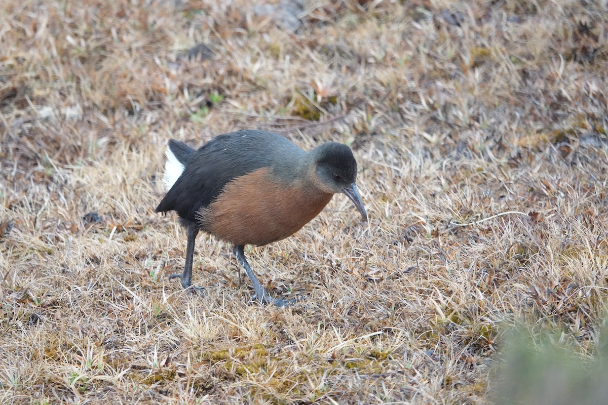 Rouget's Rail - ML632294274
