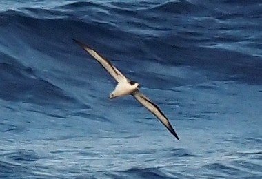 Barau's Petrel - ML632294365